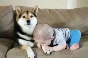 给小狗起名字大全呆萌（给小狗起名字大全呆萌可爱）