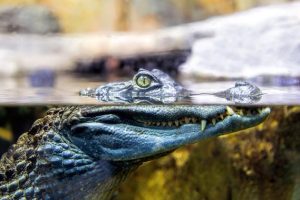 豕的五行属性是什么意思（豕的五行属性是什么意思呢）