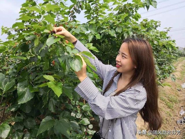 已婚女人梦见苹果树上结满苹果（梦见又红又大的苹果挂在树上）插图2