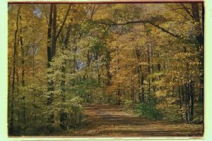 做梦梦见浑水是什么意思（梦见水5种征兆要发财）