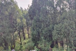 梦到花生预示着什么（怀孕梦到花生预示着什么）