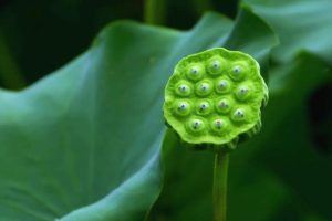 嫣语赋（嫣语赋电视剧免费观看）