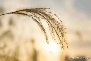 燃气灶打不起火来怎么回事儿（燃气灶打不起火来怎么回事儿视频）