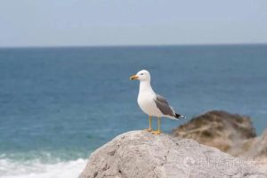 梦见动物园好多动物屎（梦见动物园好多动物追自己）