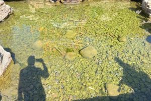 梦见动物园好多动物表演（梦见动物园好多动物和人）