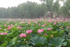 高姓男孩名字大全2023年（高姓男孩名字大全2022）