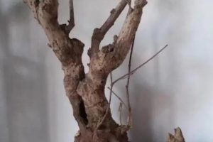 惘怎么读（倏忽怎么读什么意思）