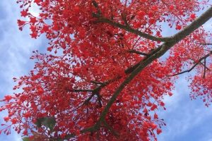 梦见做鸡肉是什么意思（梦见很多鸡肉是什么意思）