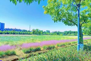 嫣语赋剧情介绍（嫣语赋免费高清在线观看）