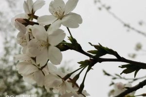 梦见丈母娘死了是什么预兆呢（梦见丈母娘死了是什么预兆解梦）