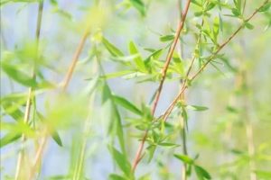 泮怎么读什么意思（泮怎么读姓氏）