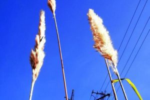 锗怎么读（缭怎么读）