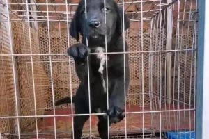 梦见死狗是什么意思周公解梦梦见蛇（梦见狗是什么意思周公解梦网）