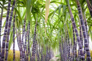 梦见甘蔗是什么预兆（梦见甘蔗是什么预兆_周公解梦）