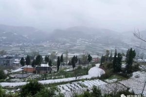 梦见橙子是什么意思（做梦梦见橙子是什么意思）