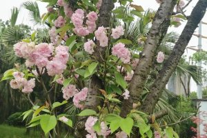 梦见汽车被人偷走了是什么预兆（梦见汽车被别人偷走了了是什么意思）