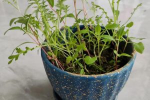 美名腾免费起名测名打分（美名腾免费起名打分测试）