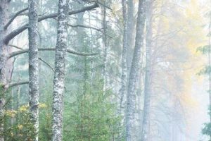 梦见森林起火是什么意思(梦见森林起火是什么意思啊)