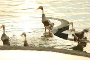 梦见骂人是什么意思（做梦梦见骂人是什么意思）