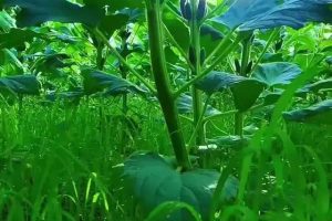 骂人的网名越毒越好（不带脏字的最毒骂人网名）