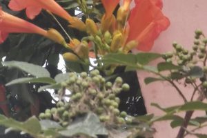 黄姓宝宝取名大全属兔（黄姓女宝宝取名大全属兔）