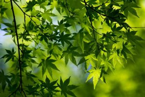 免费起名软件(免费起名软件大全手机版)