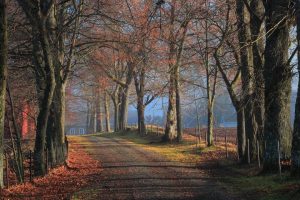 芃字取名有啥寓意(芃怎么读)