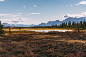 双胞胎起名字~（双胞胎起名字灵猫）