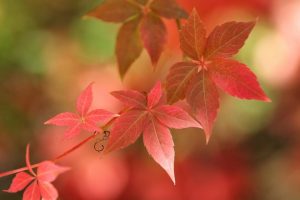 国学起名~（传统命名文化）