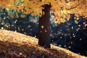 起名字女孩2020免费~(女孩取名2020免费在线)